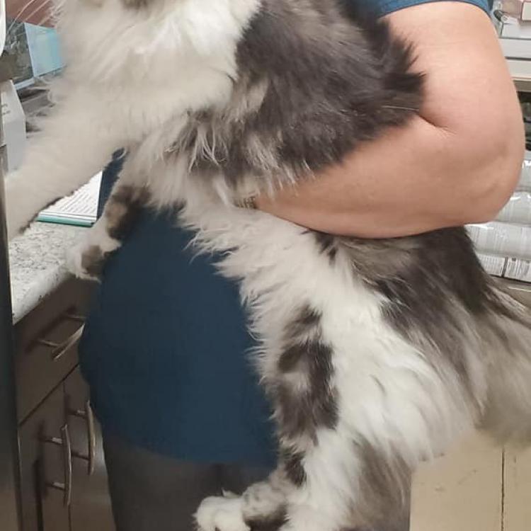 Maui Lani Veterinary Hospital Kahului, HI